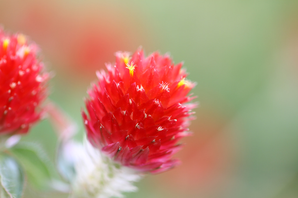 宇治植物公園