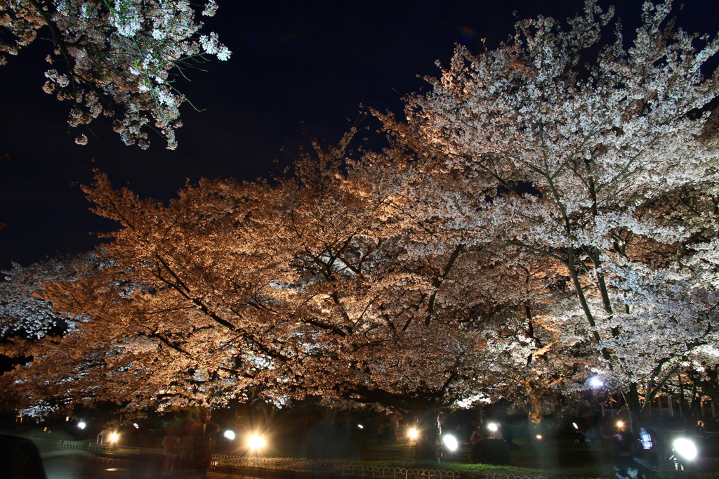 桜ライトアップ