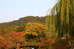 知恩院～円山公園