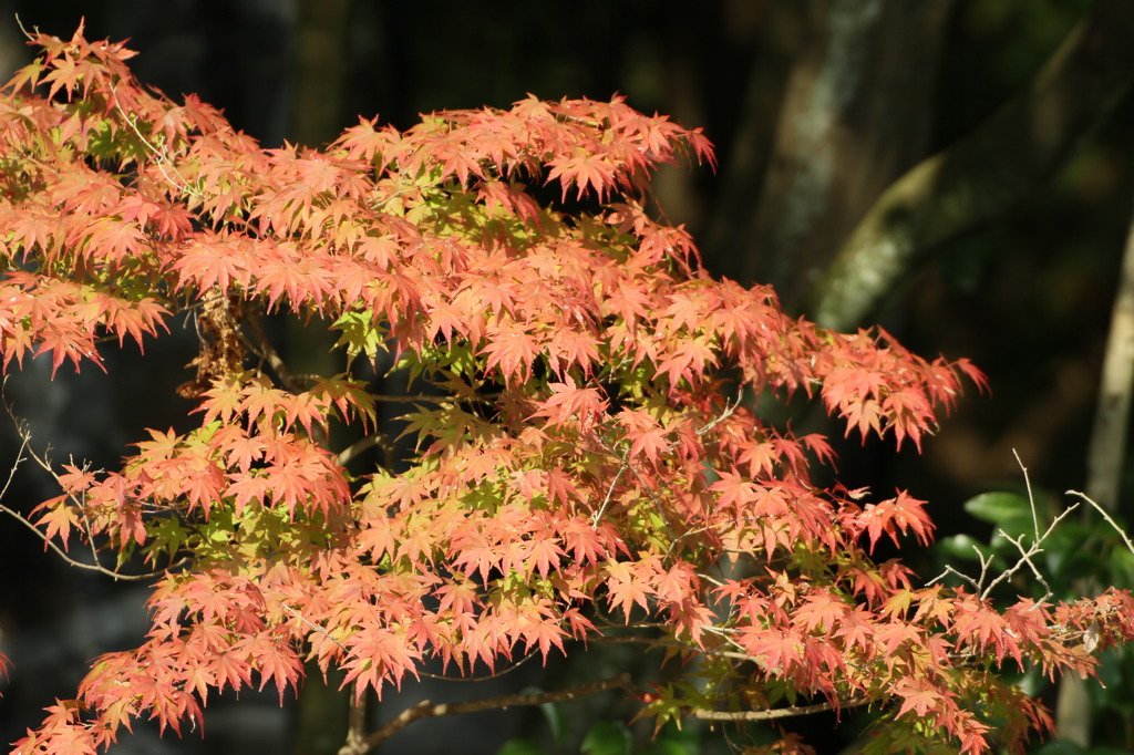 京都府立植物園 