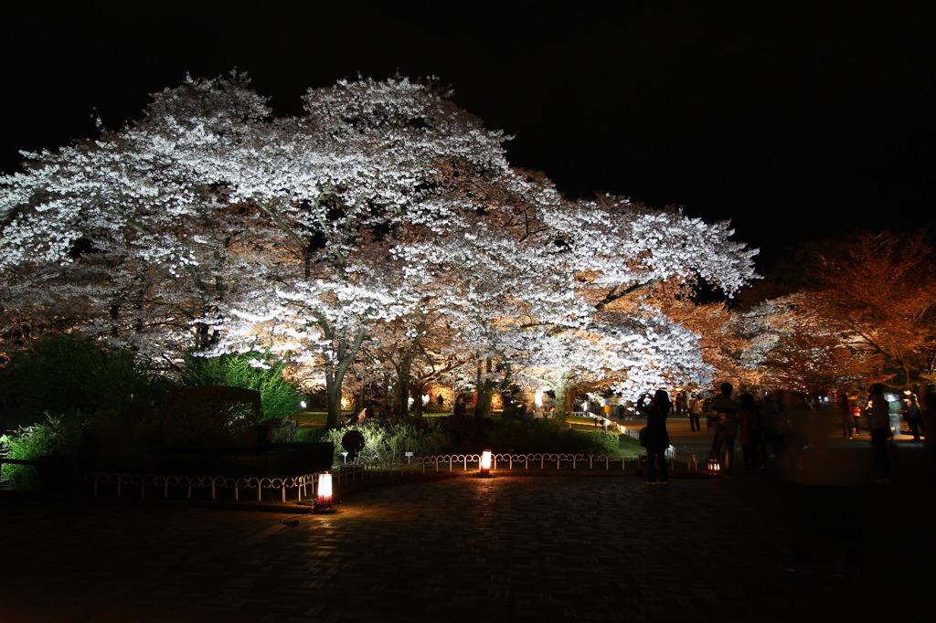 桜ライトアップ