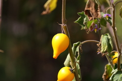 京都府立植物園