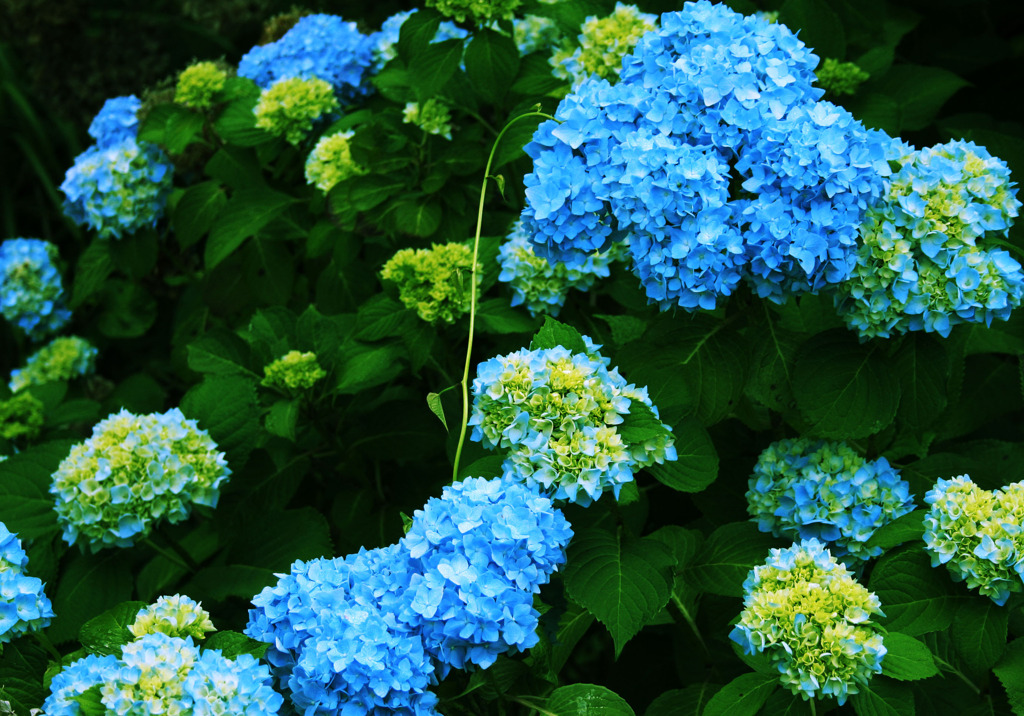 紫陽花