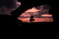 sunset tree〜車中にて