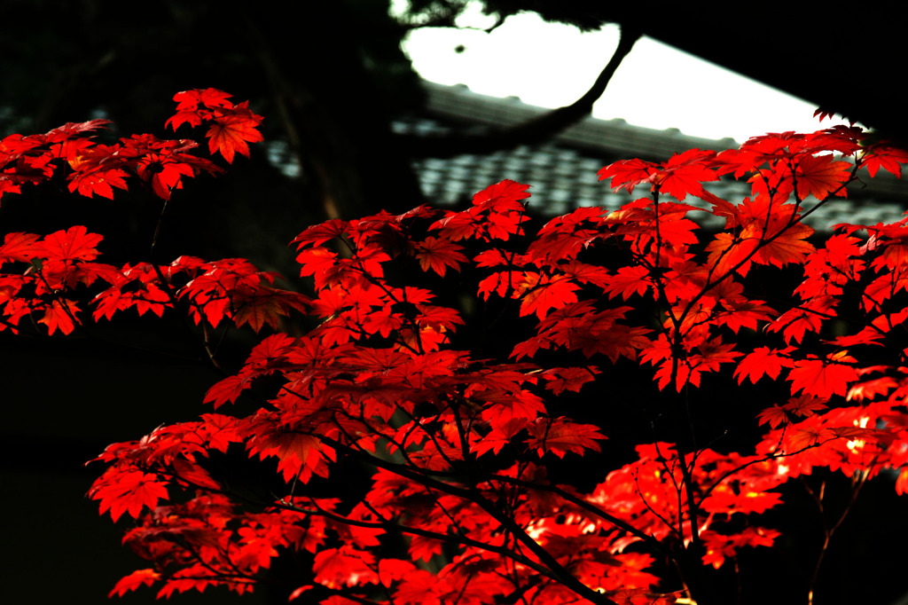 JAPAN RED