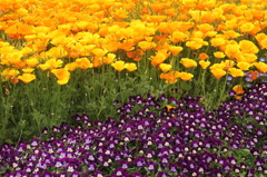 Yellow&Purple