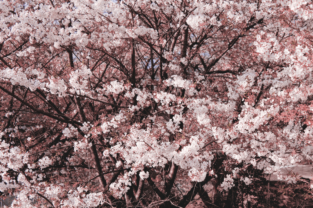 sakura7