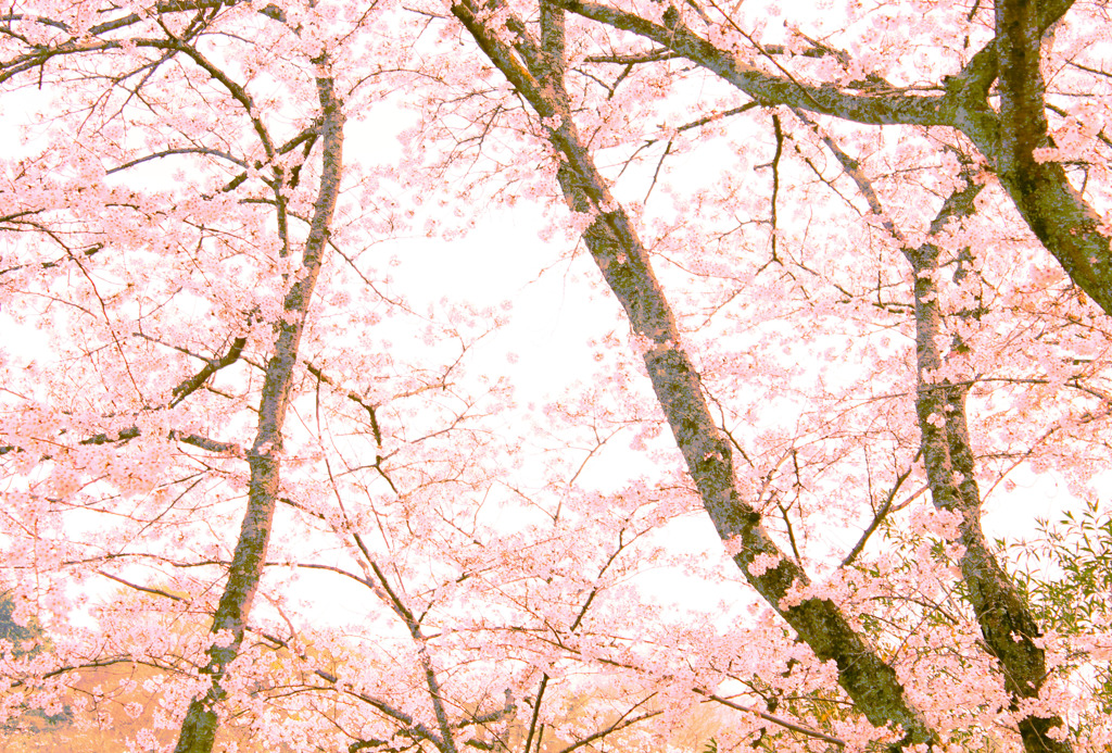 sakura5