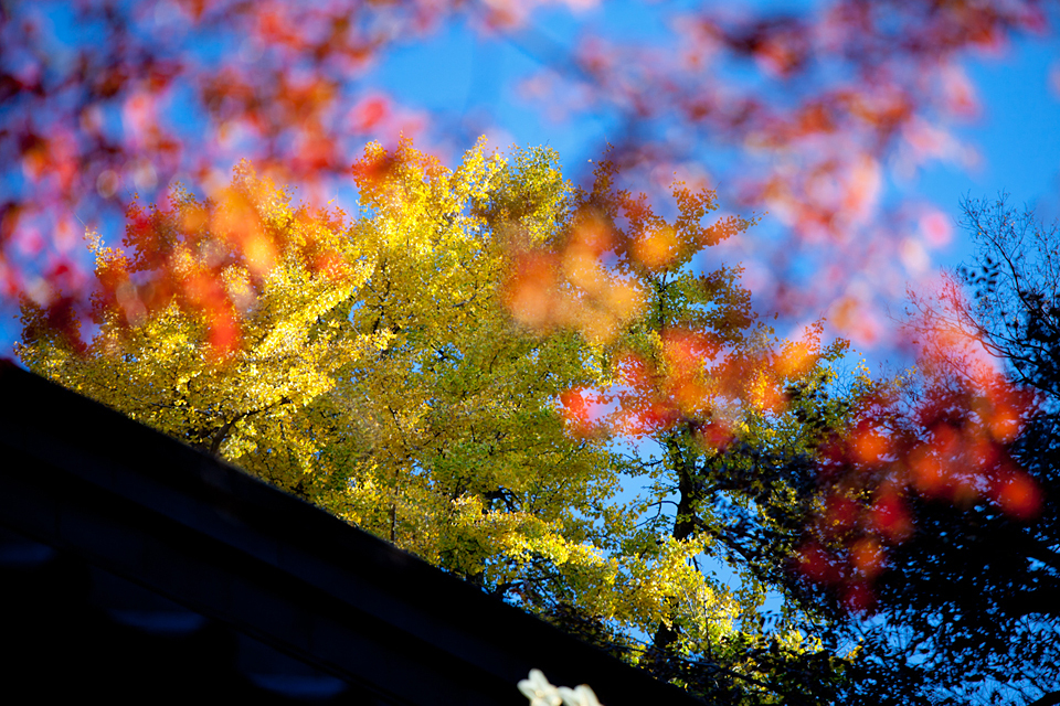 kamakura6614