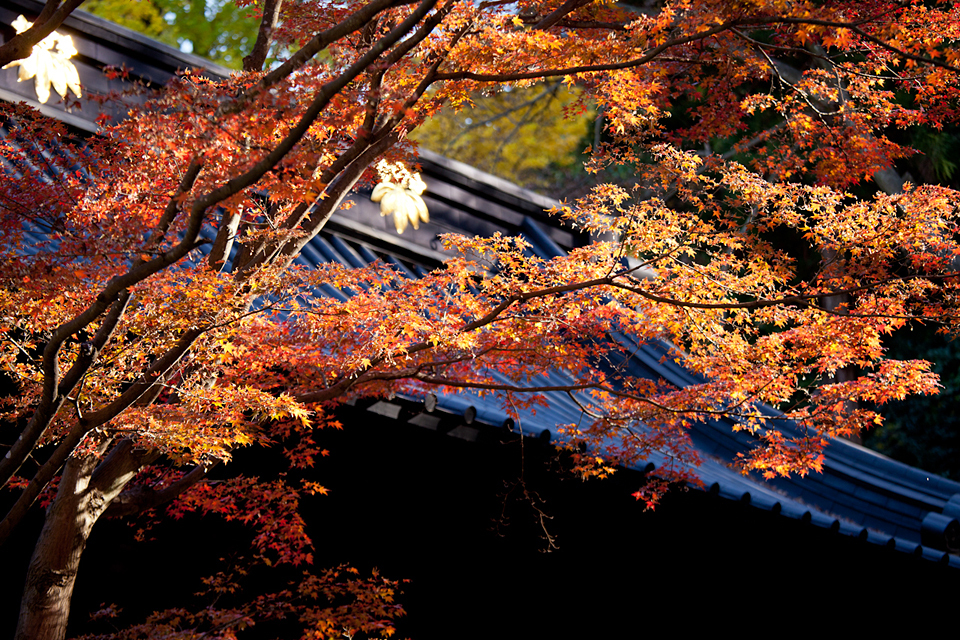 kamakura6604