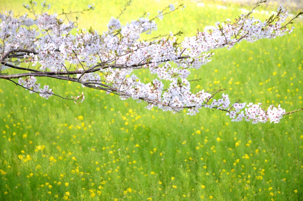 桜と菜の花＃１
