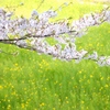 桜と菜の花＃１