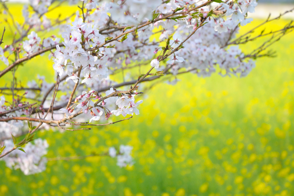 桜と菜の花＃２