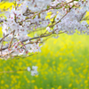桜と菜の花＃２