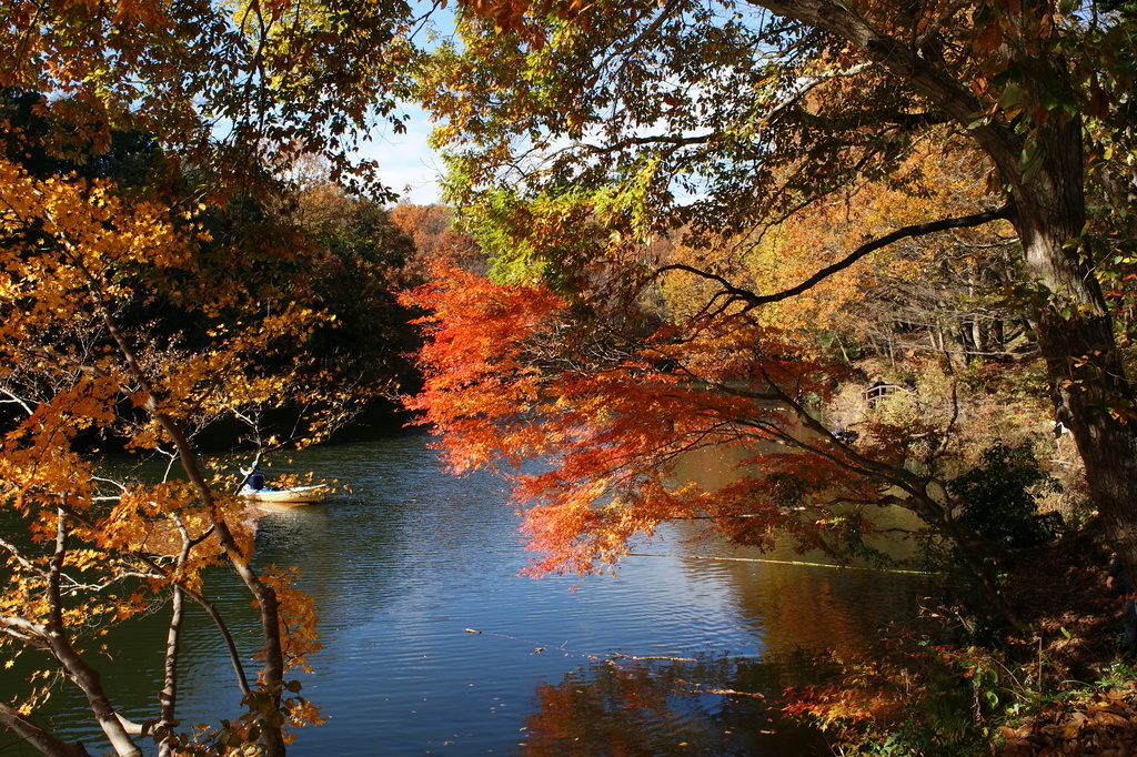 箆鮒釣