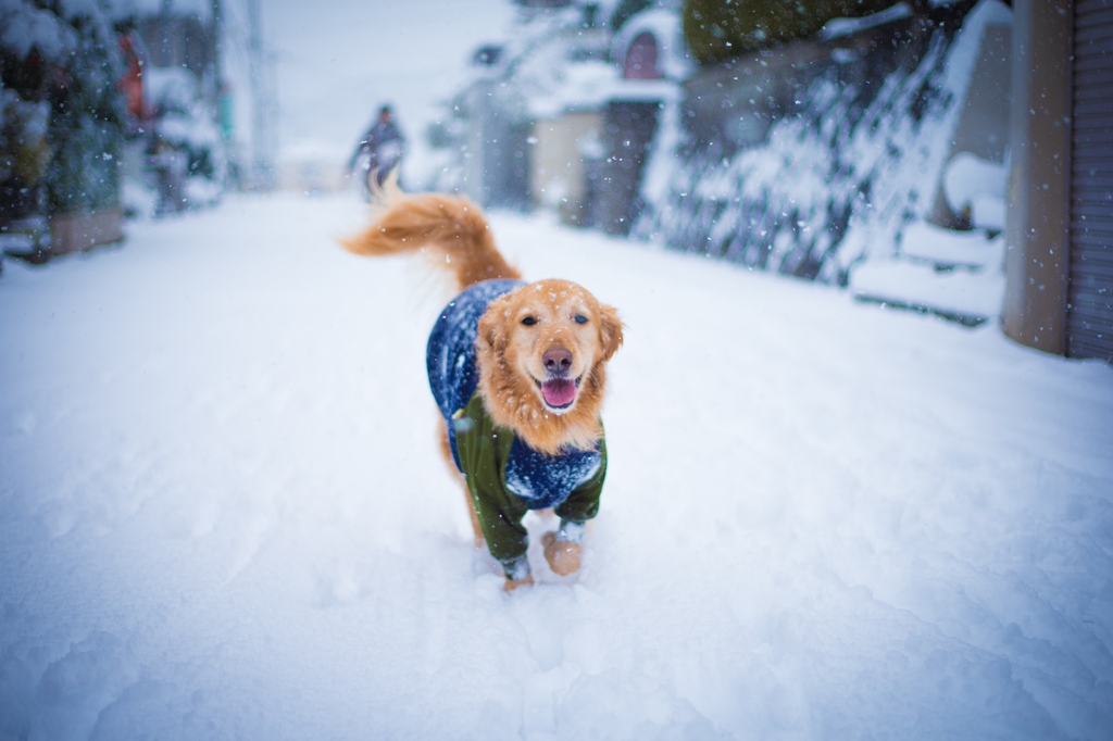 golden In white