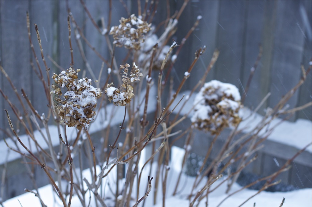 枯れ木に花