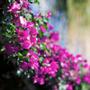 Bougainvilleae の咲くころ