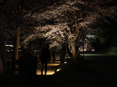 夜道桜