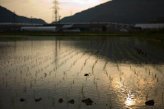 paddy field