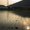 paddy field