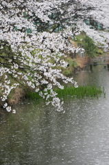 雨桜