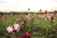 秋桜