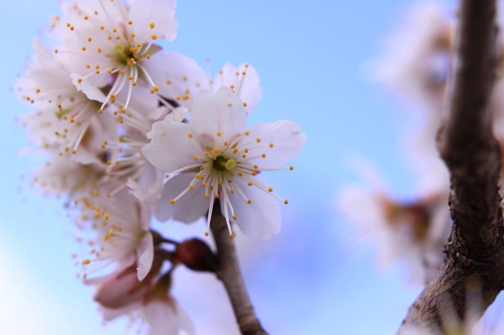 早咲きの桜の下