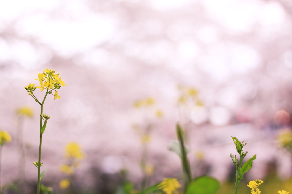 菜の花pink