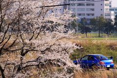 インプ&桜