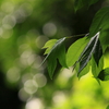 まるまる、新緑。