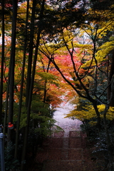 紅葉2008