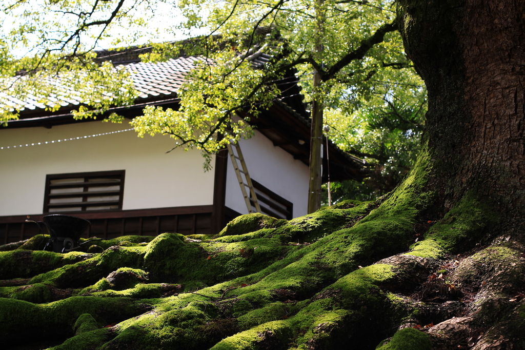 青蓮院