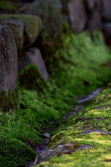 moss