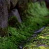 moss