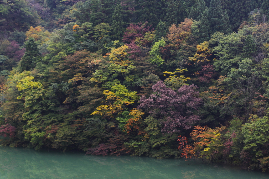 雨の紅葉