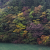 雨の紅葉