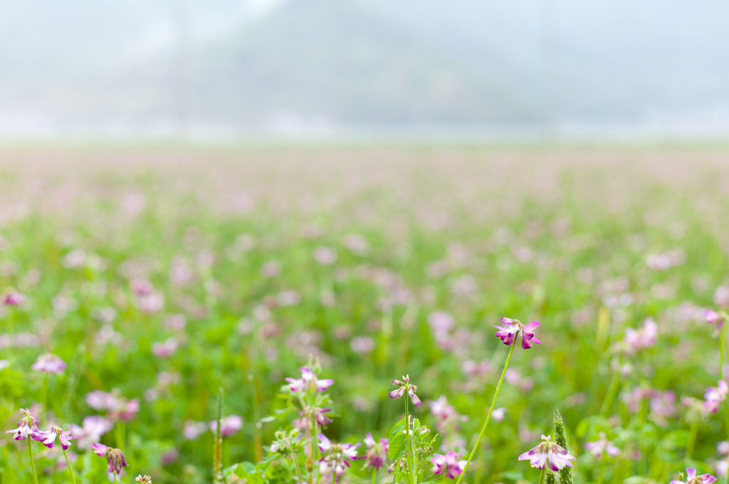 chinese milk vetch