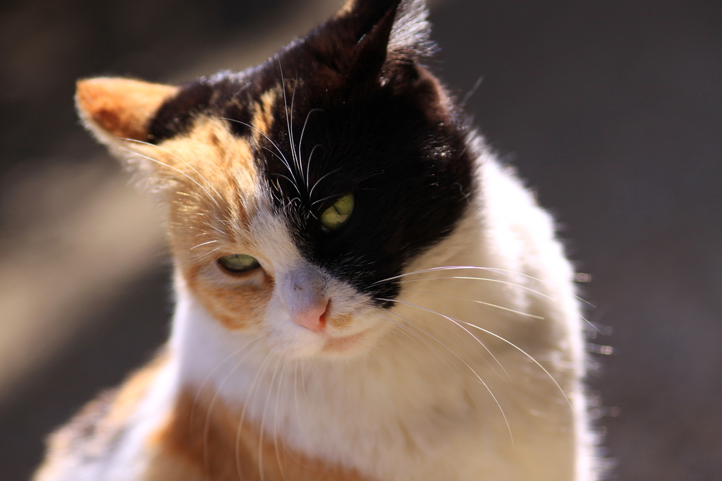 三毛猫