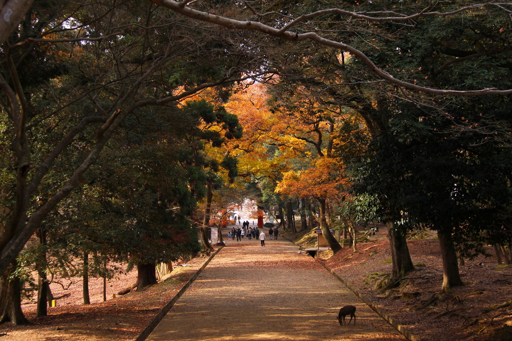 東大寺付近