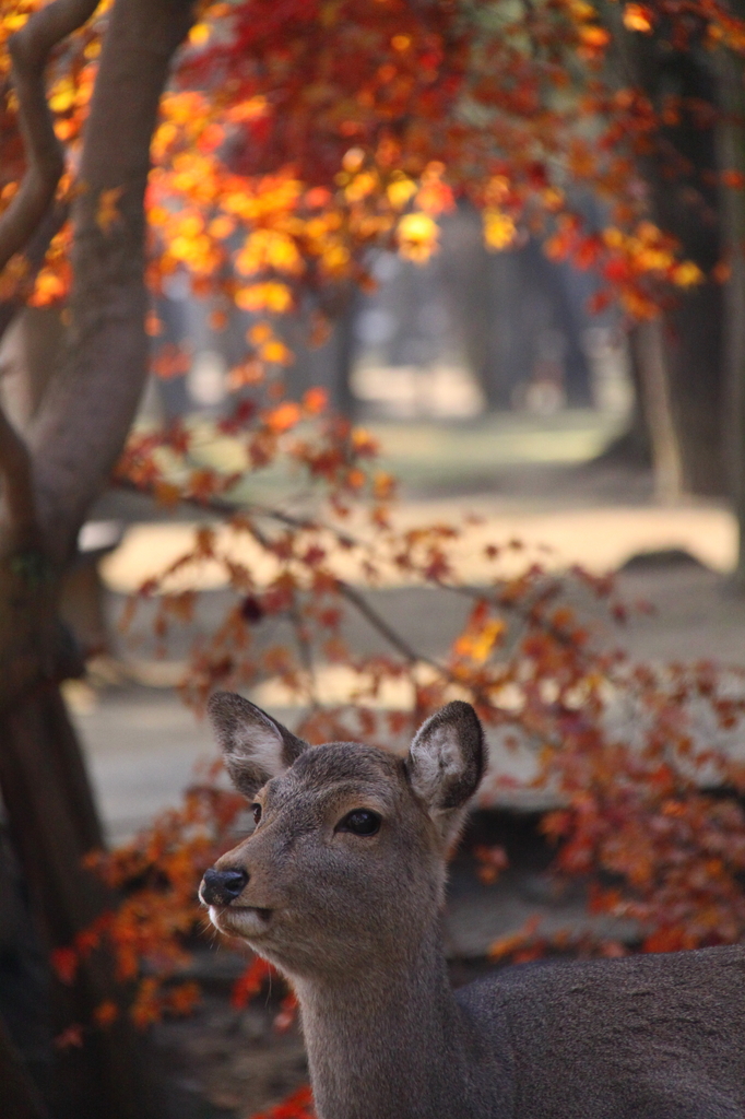 紅葉と鹿