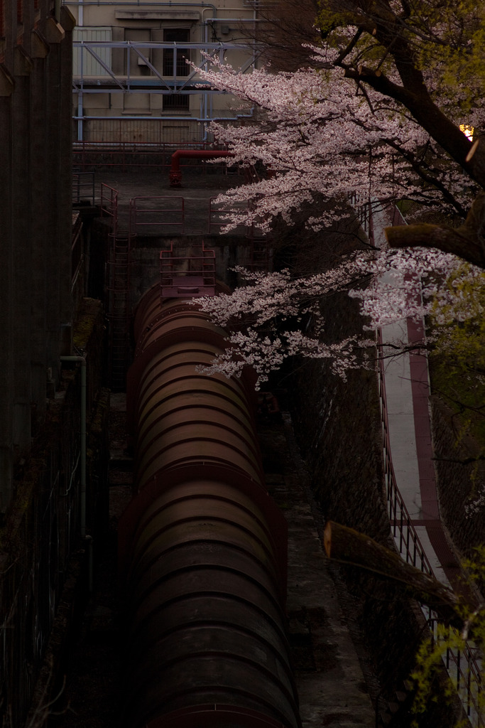 水圧鉄管と桜