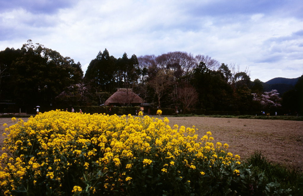 菜の花の落柿舎