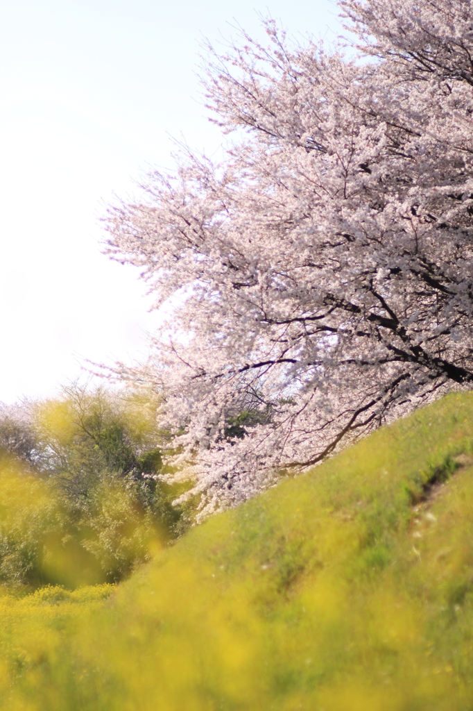 桜と黄色