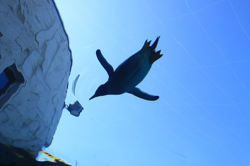 ペンギンが空を飛ぶ。