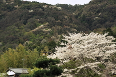 桜、懐かしの世界へ。