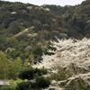 桜、懐かしの世界へ。