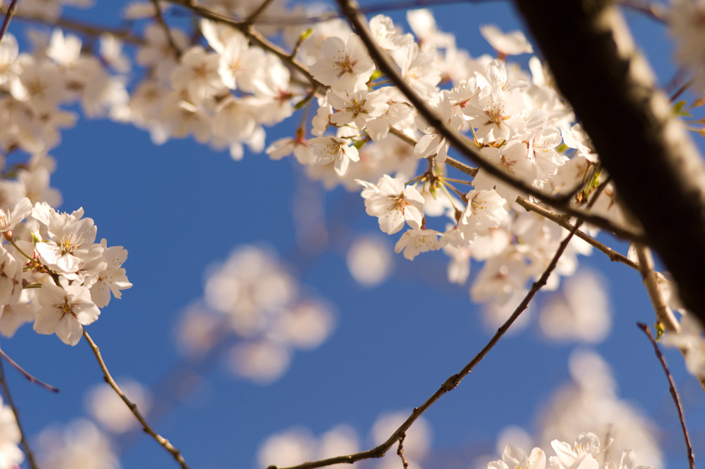 SAKURA