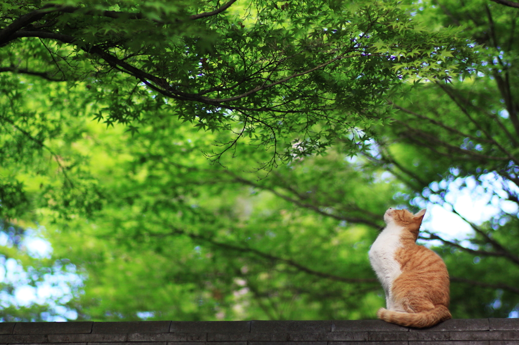 新緑の中 見上げて猫は 何思ふ