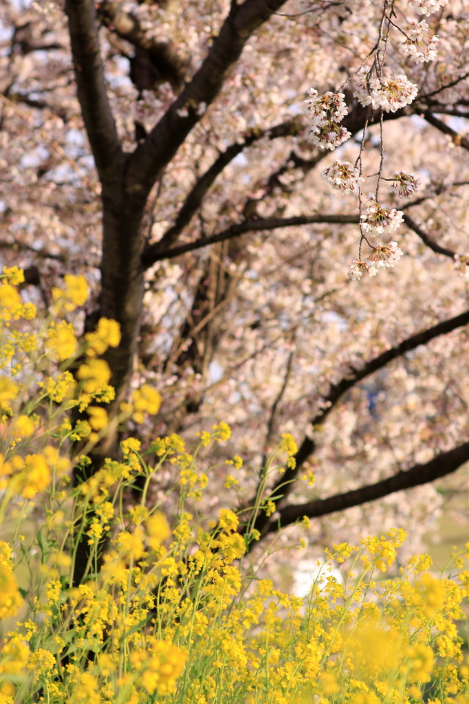 桜&菜の花